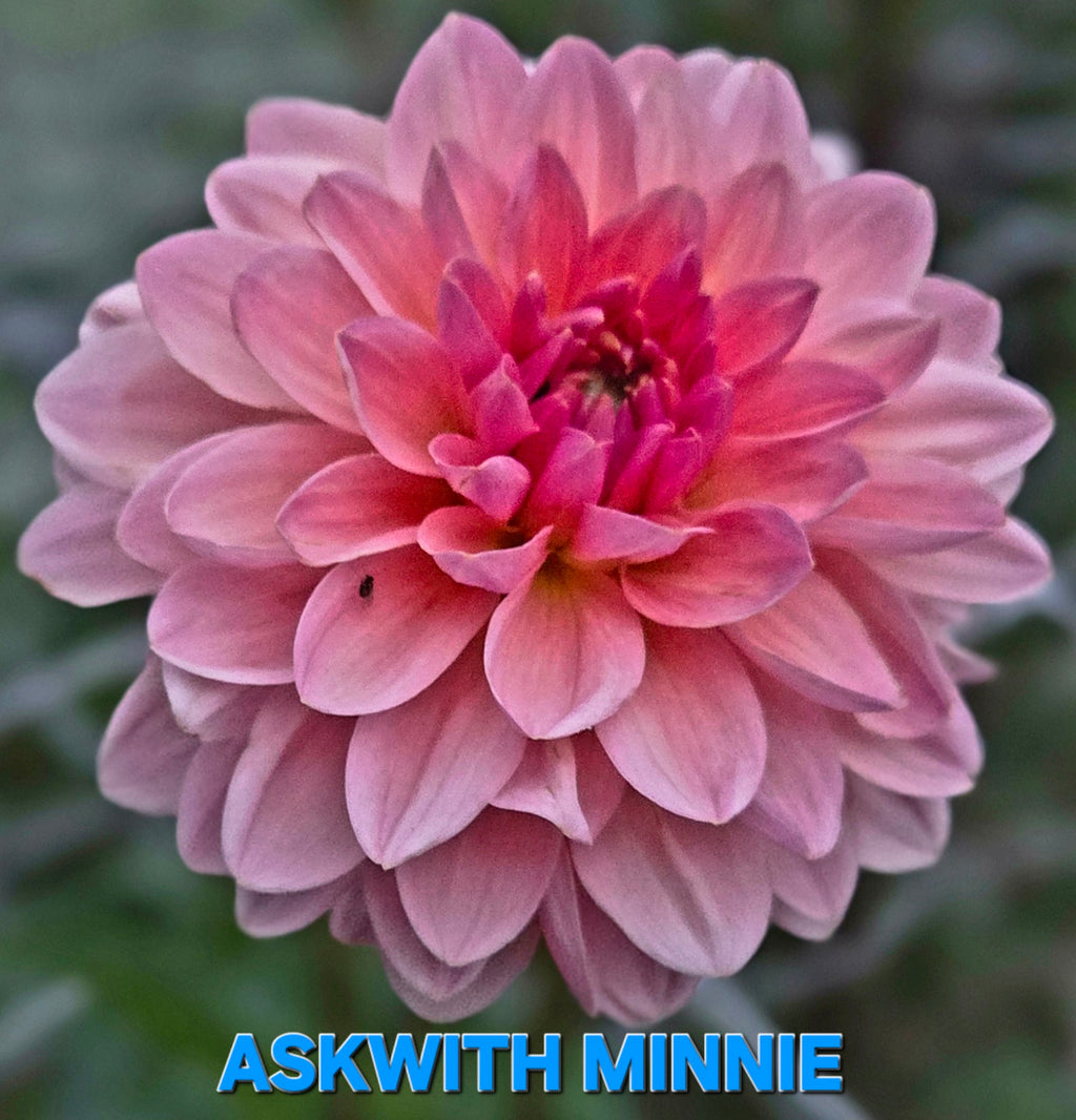 Askwith Minnie