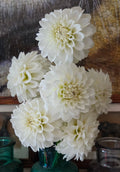 BRENDAS HEIRLOOM