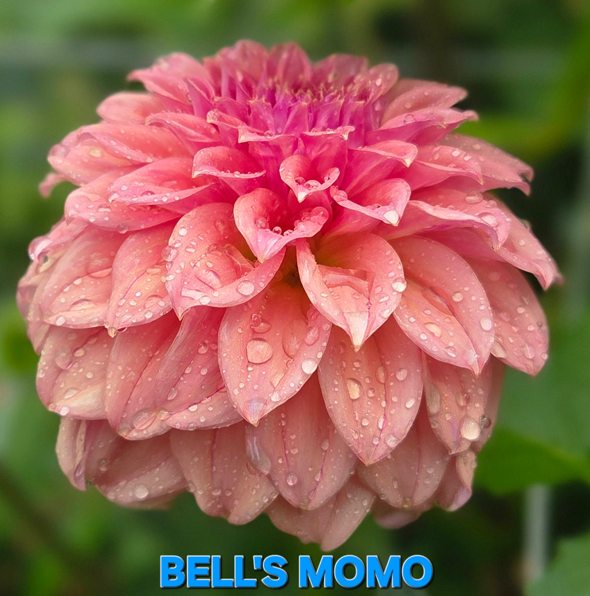 Bell's Momo