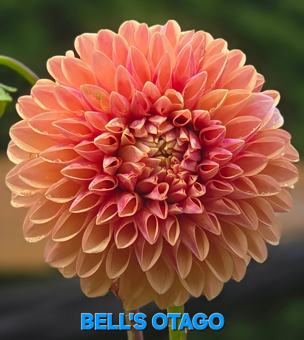 Bell's Otago