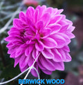 Berwick Wood