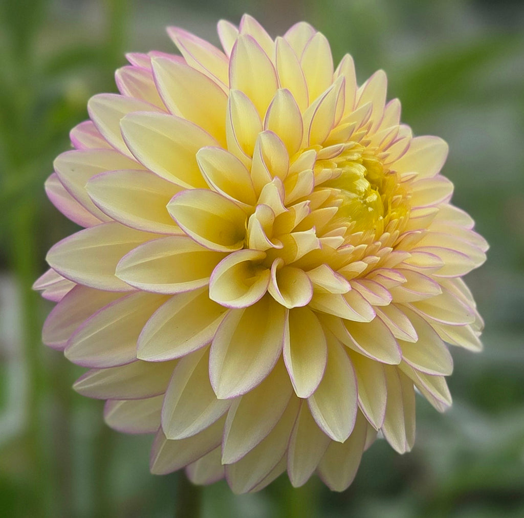 Bloomquist Blush