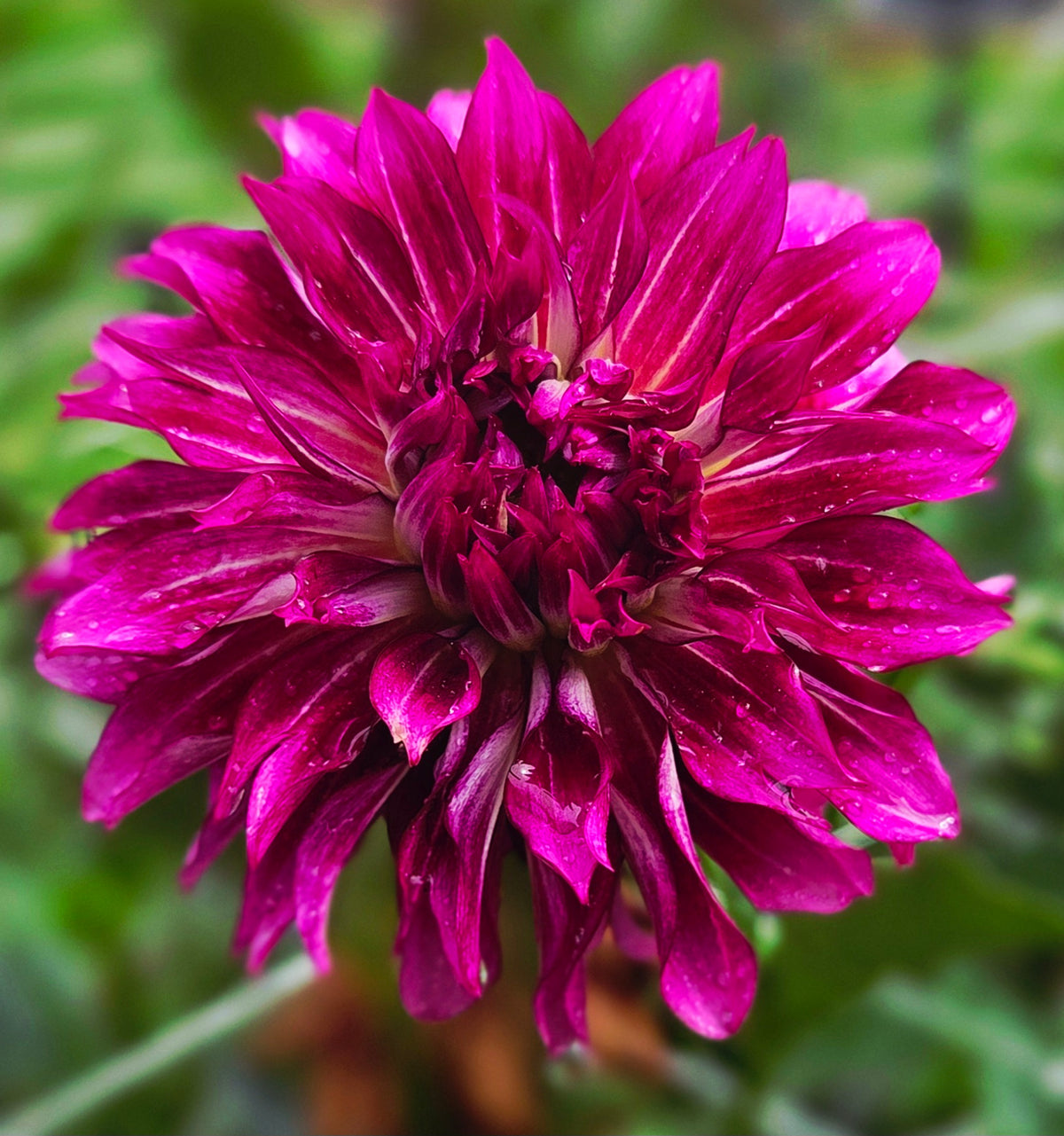 Bloomquist Diana