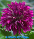 Bloomquist Diana