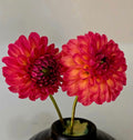 CHIMACUM NADJAE