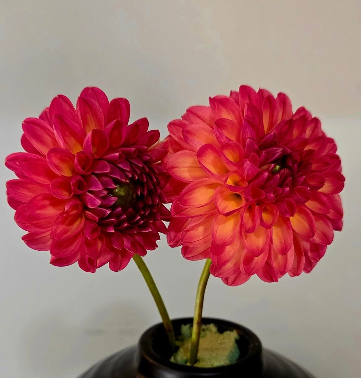 CHIMACUM NADJAE