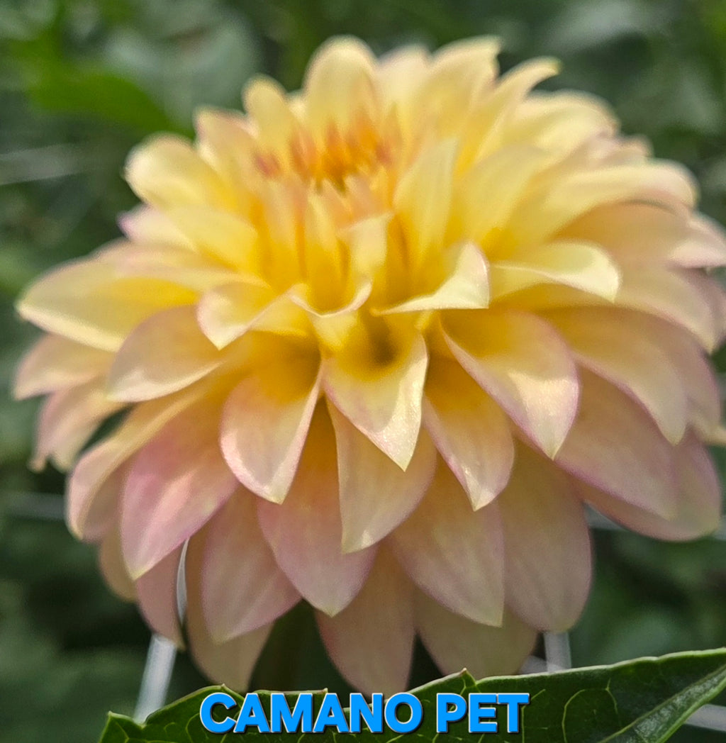 Camano Pet