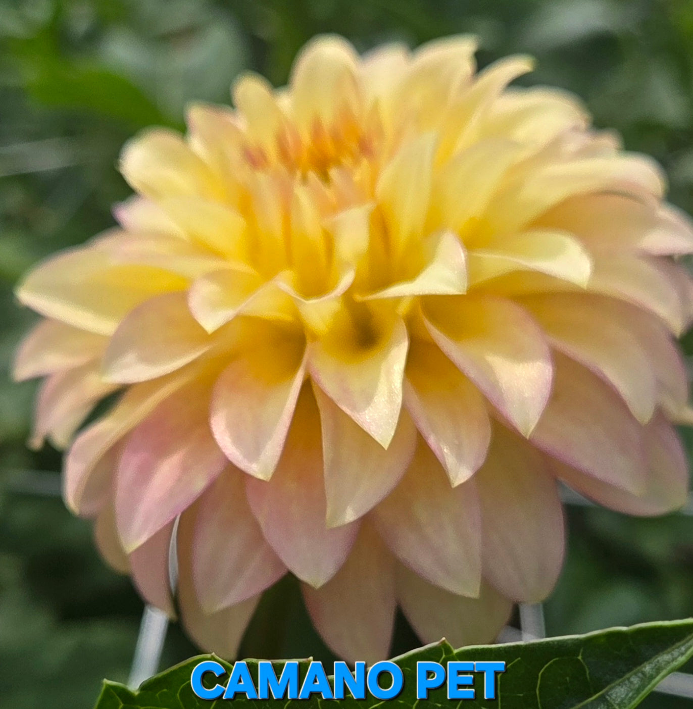 Camano Pet