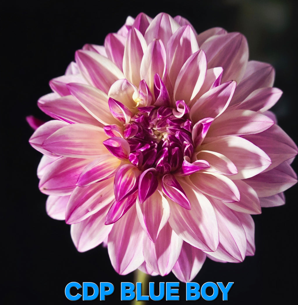 CDP Blue Boy