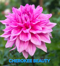 Cherokee Beauty