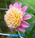 EV Pufflet