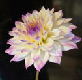 FERNCLIFF ILLUSION