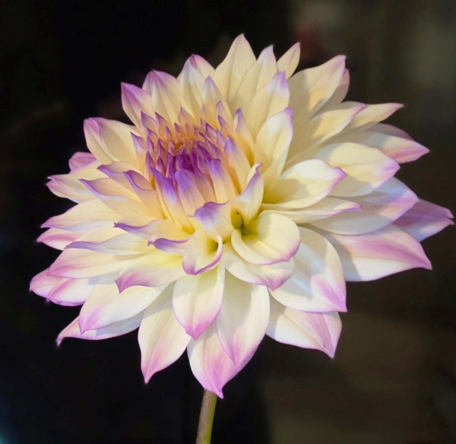 FERNCLIFF ILLUSION
