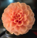 FERNCLIFF HONEYCOMB