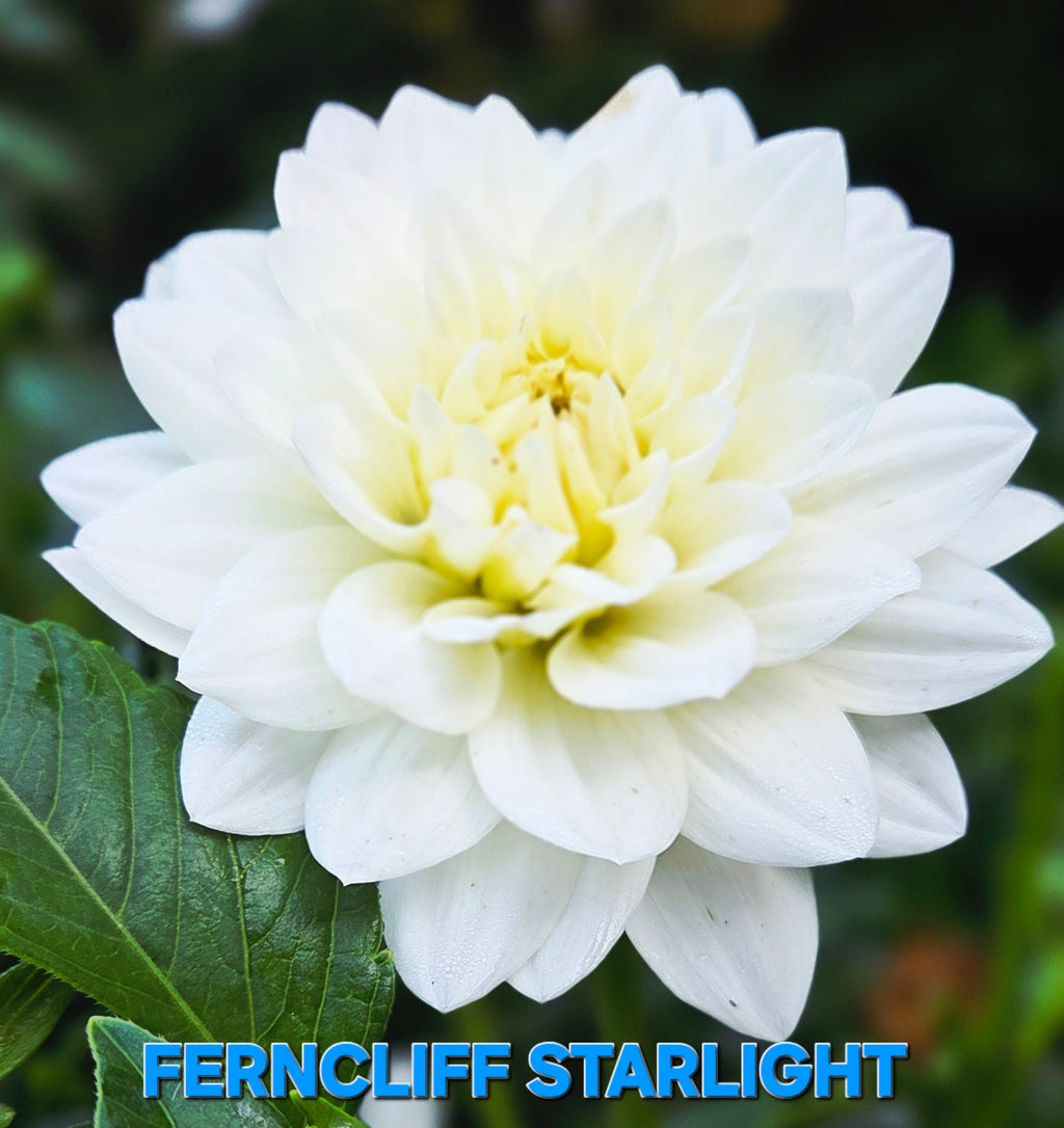 FERNCLIFF STARLIGHT