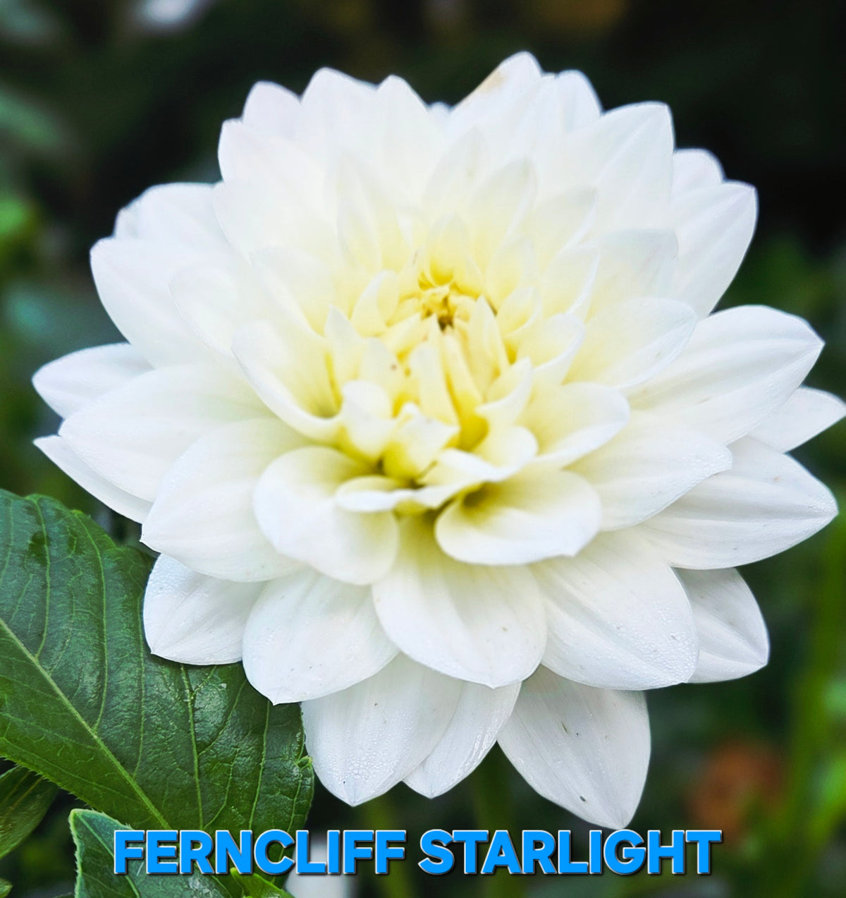 FERNCLIFF STARLIGHT