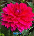 Firepot