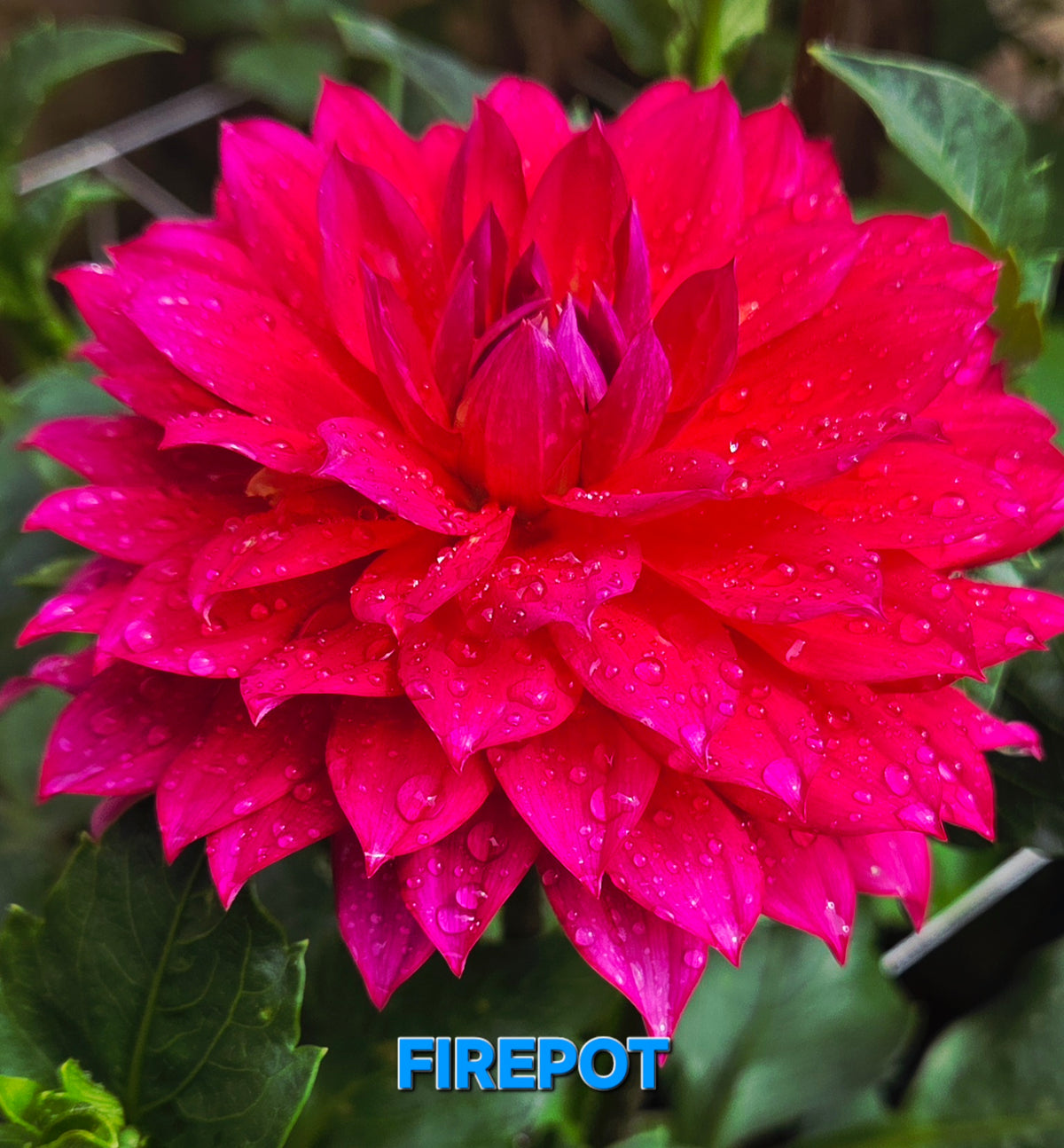Firepot