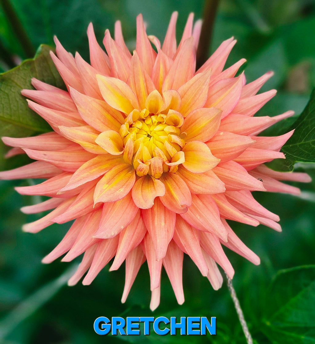 Gretchen