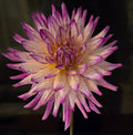 HOLLYHILL EXOTICA