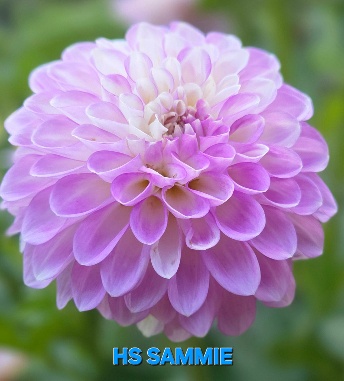 HS Sammie
