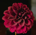 HOLLYHILL BLACK CHERRY