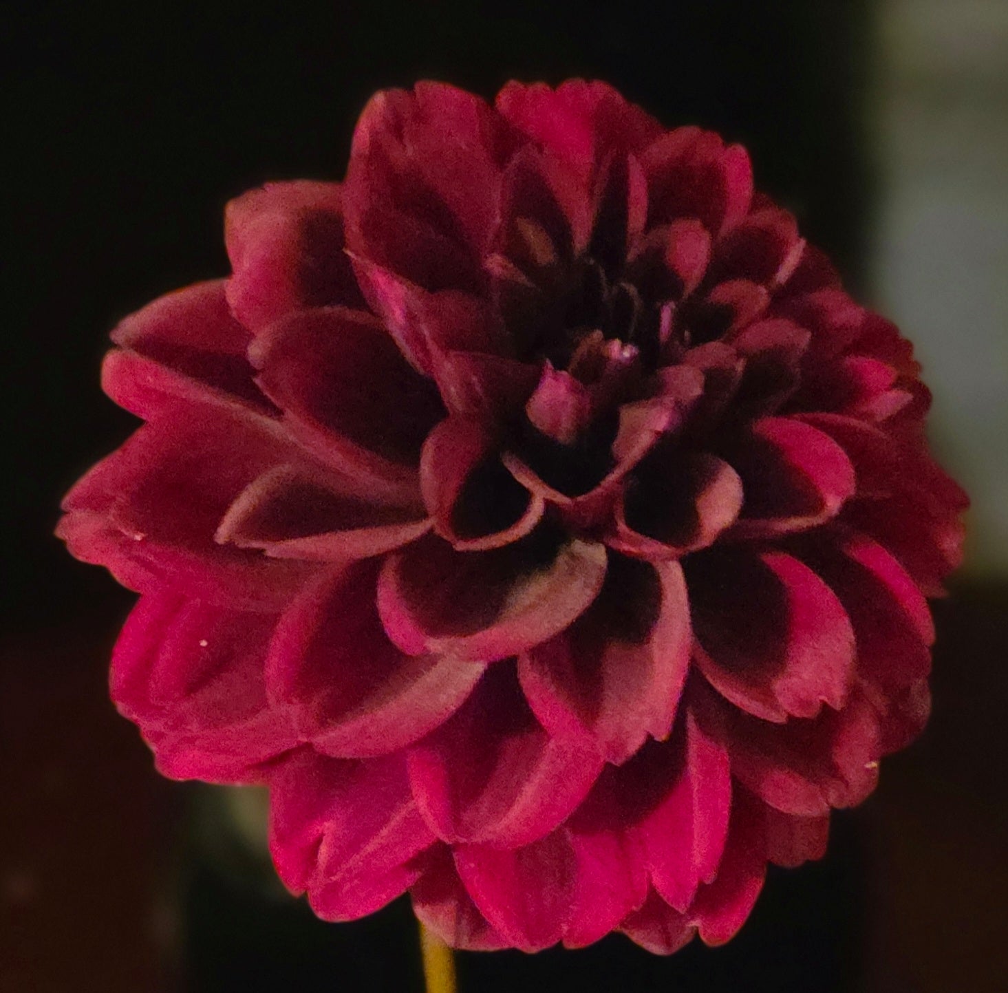 HOLLYHILL BLACK CHERRY