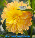 Hollyhill Honeygold