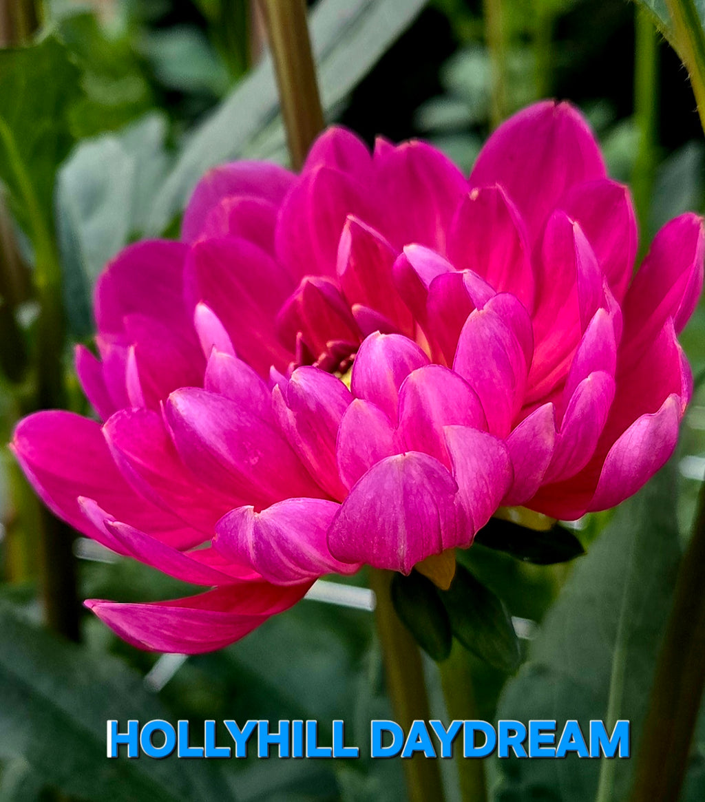 HOLLYHILL DAYDREAM
