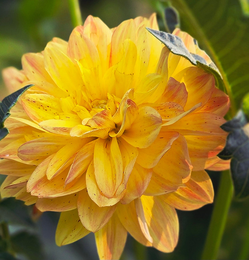 Hollyhill Honeygold