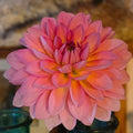 JANICE