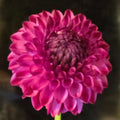 JS DOROTHY ROSE