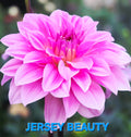 Jersey Beauty