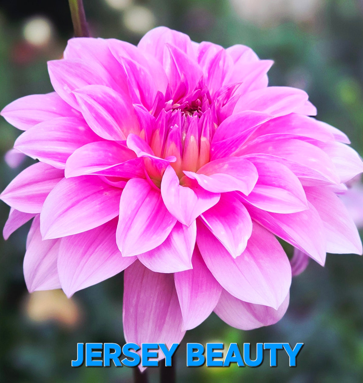 Jersey Beauty