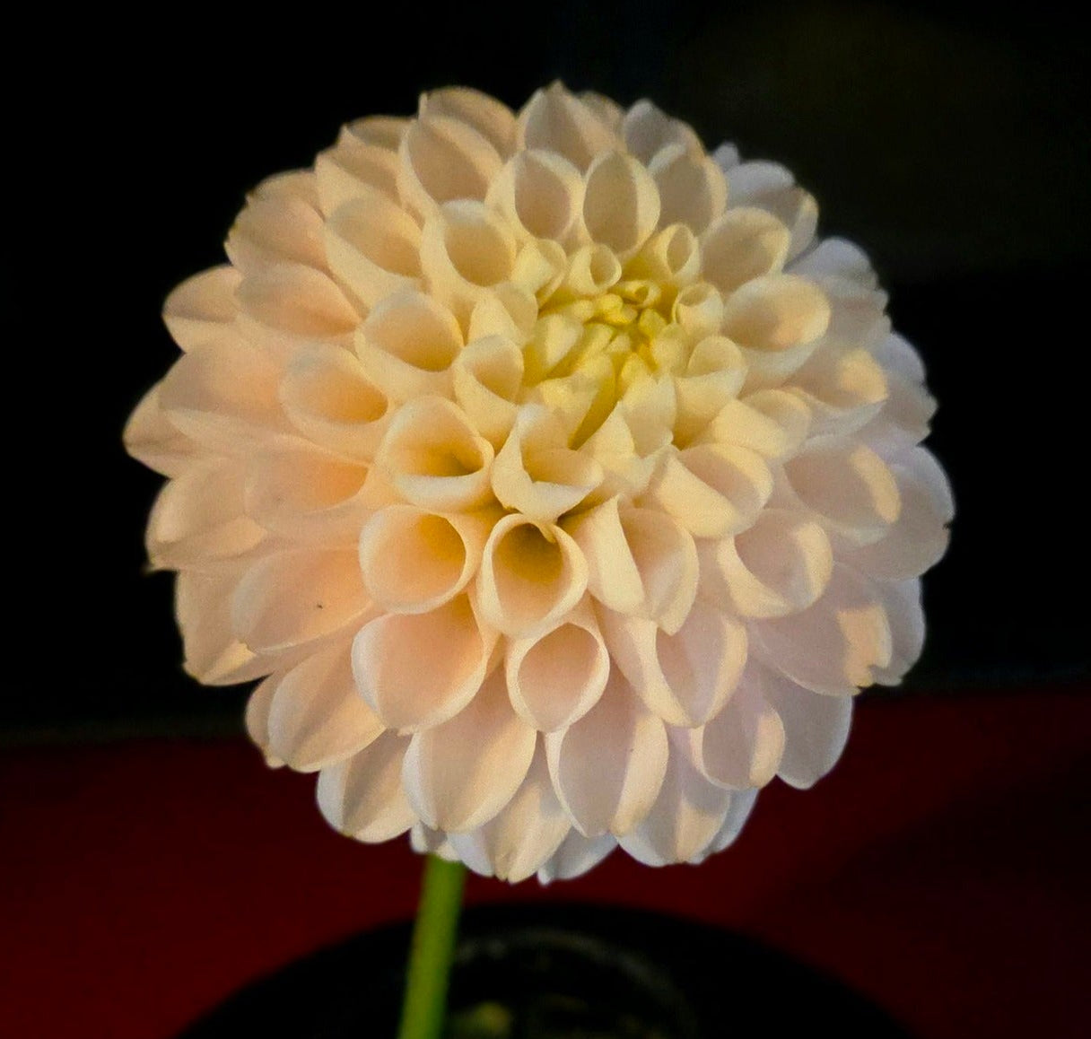KH MARCELLA W