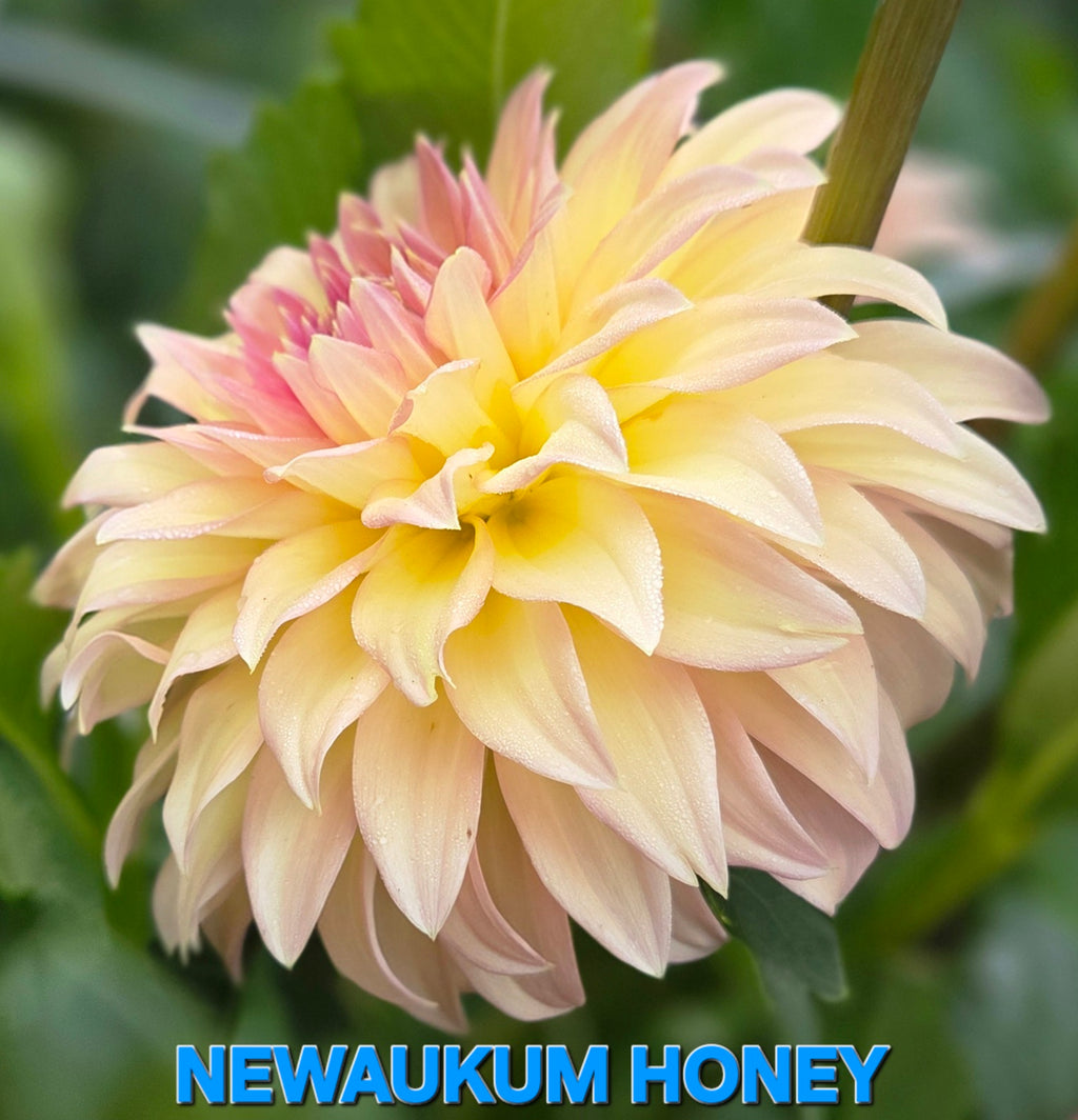 Newaukum Honey