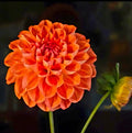 ORANGE SYMPHONY
