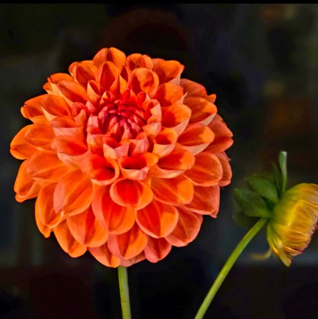 ORANGE SYMPHONY