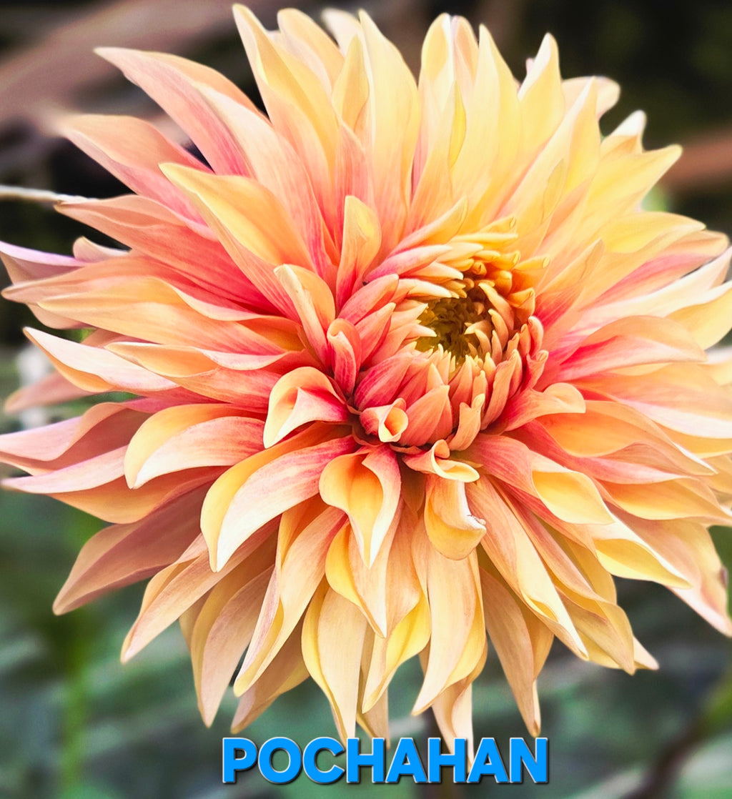 Pochahan