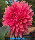 Rina Bredie