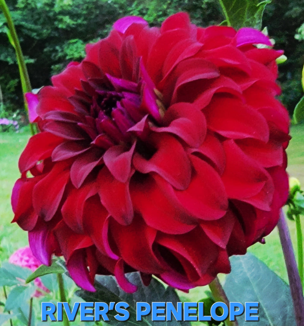 River's Penelope