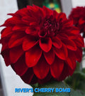 River's Cherry Bomb