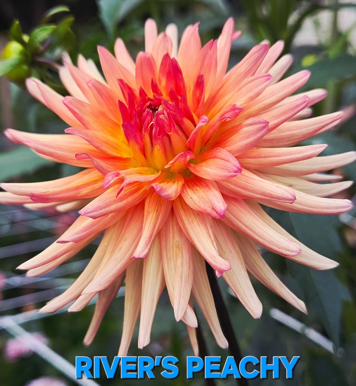 River's Peachy