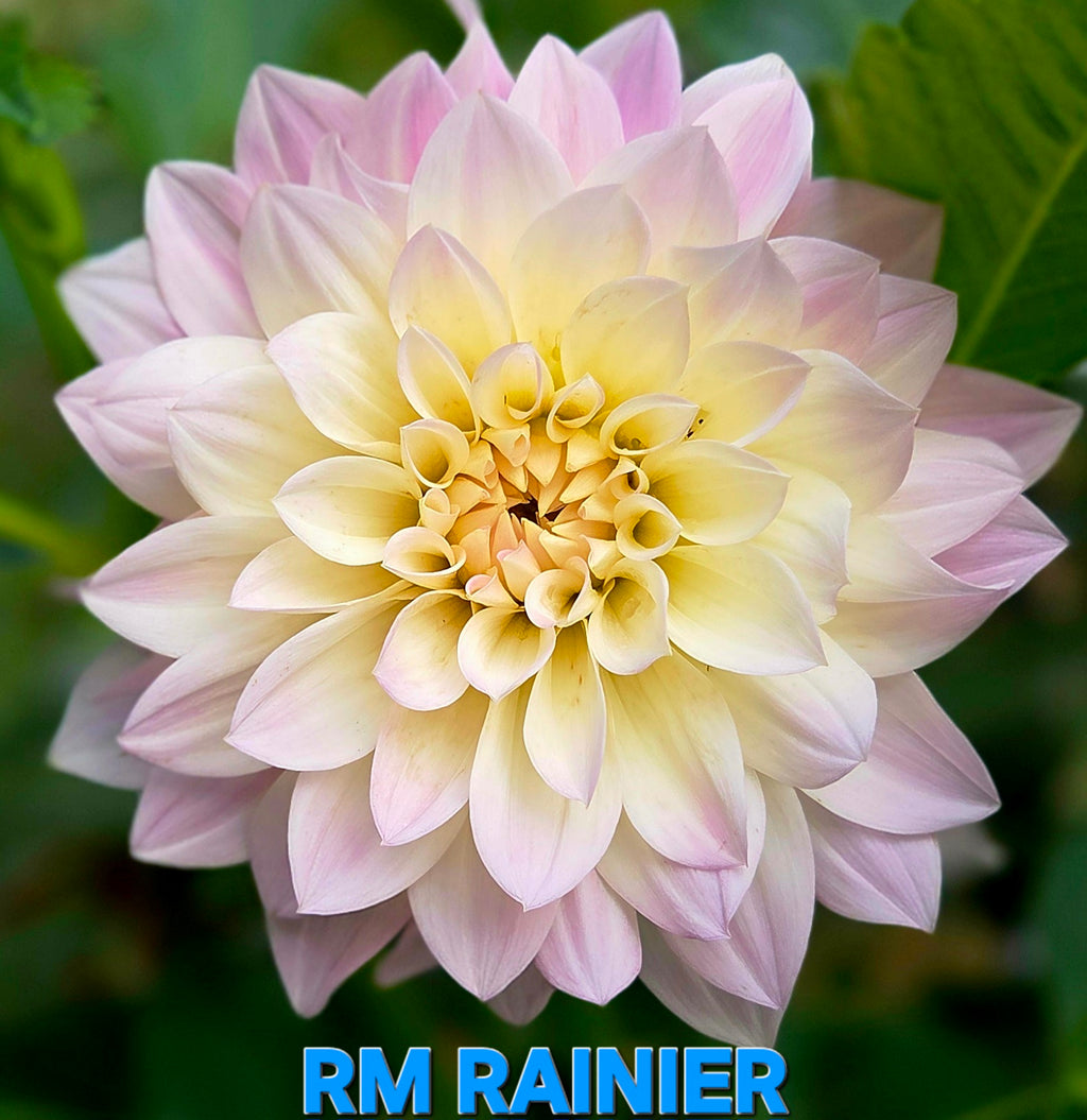 RM Rainier