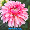 RM Whirligig