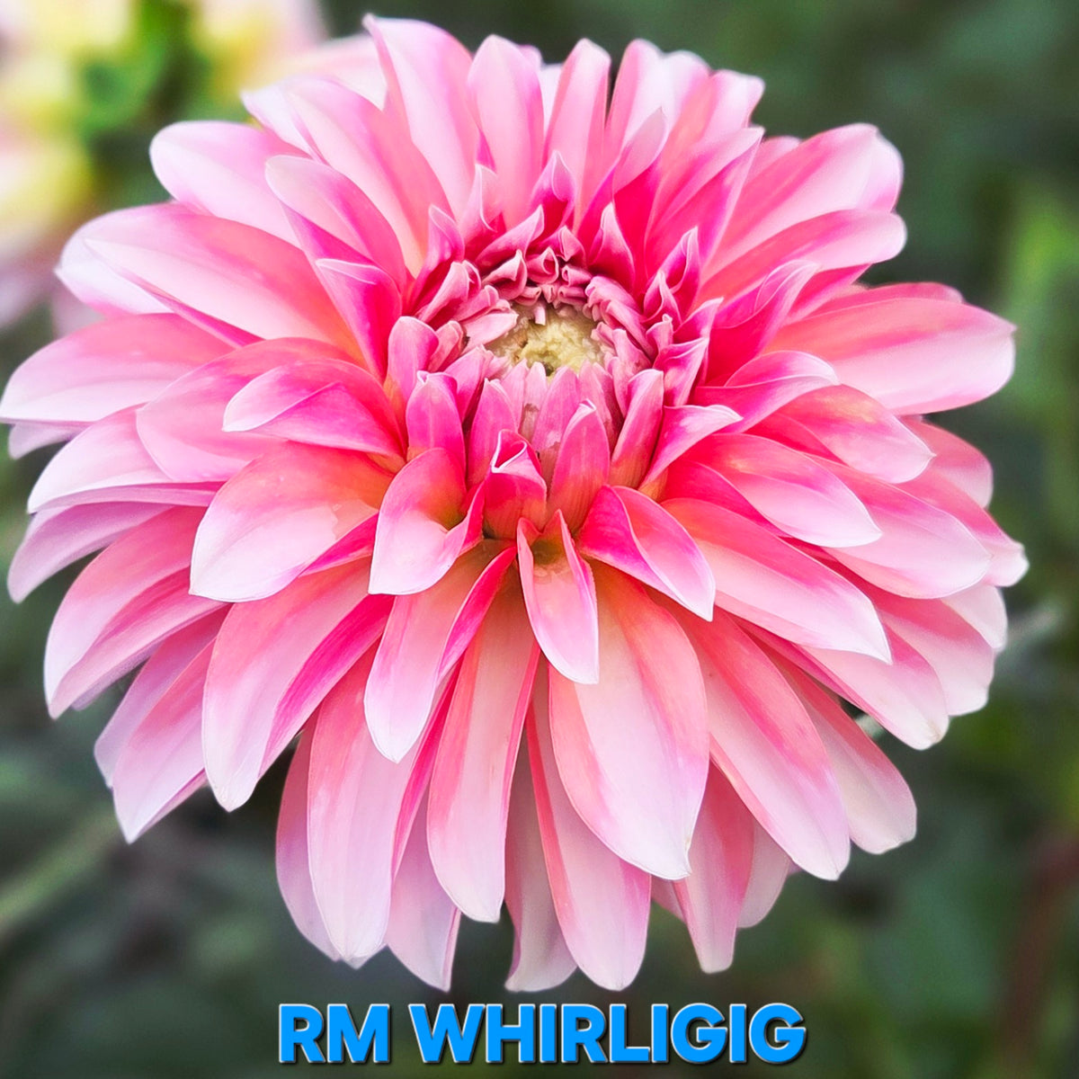 RM Whirligig