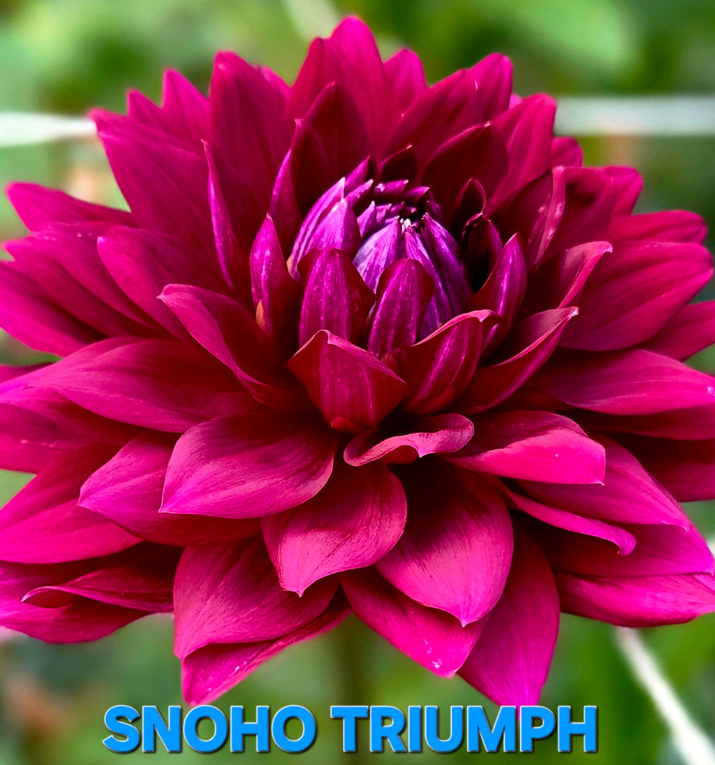 Snoho Triumph