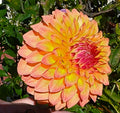 VERRONE’S SANDRA J