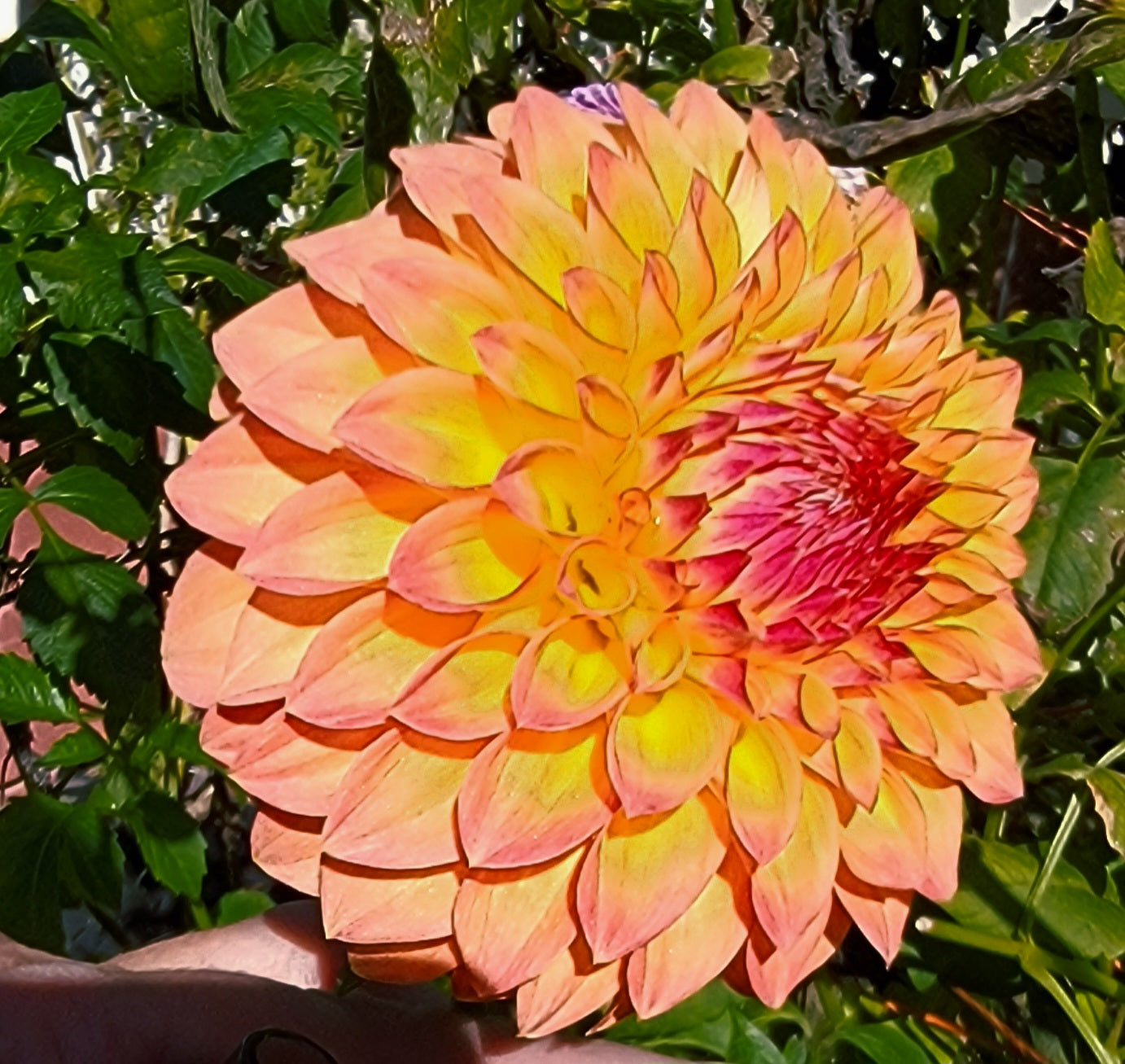 VERRONE’S SANDRA J