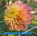 Princess Elisabeth
